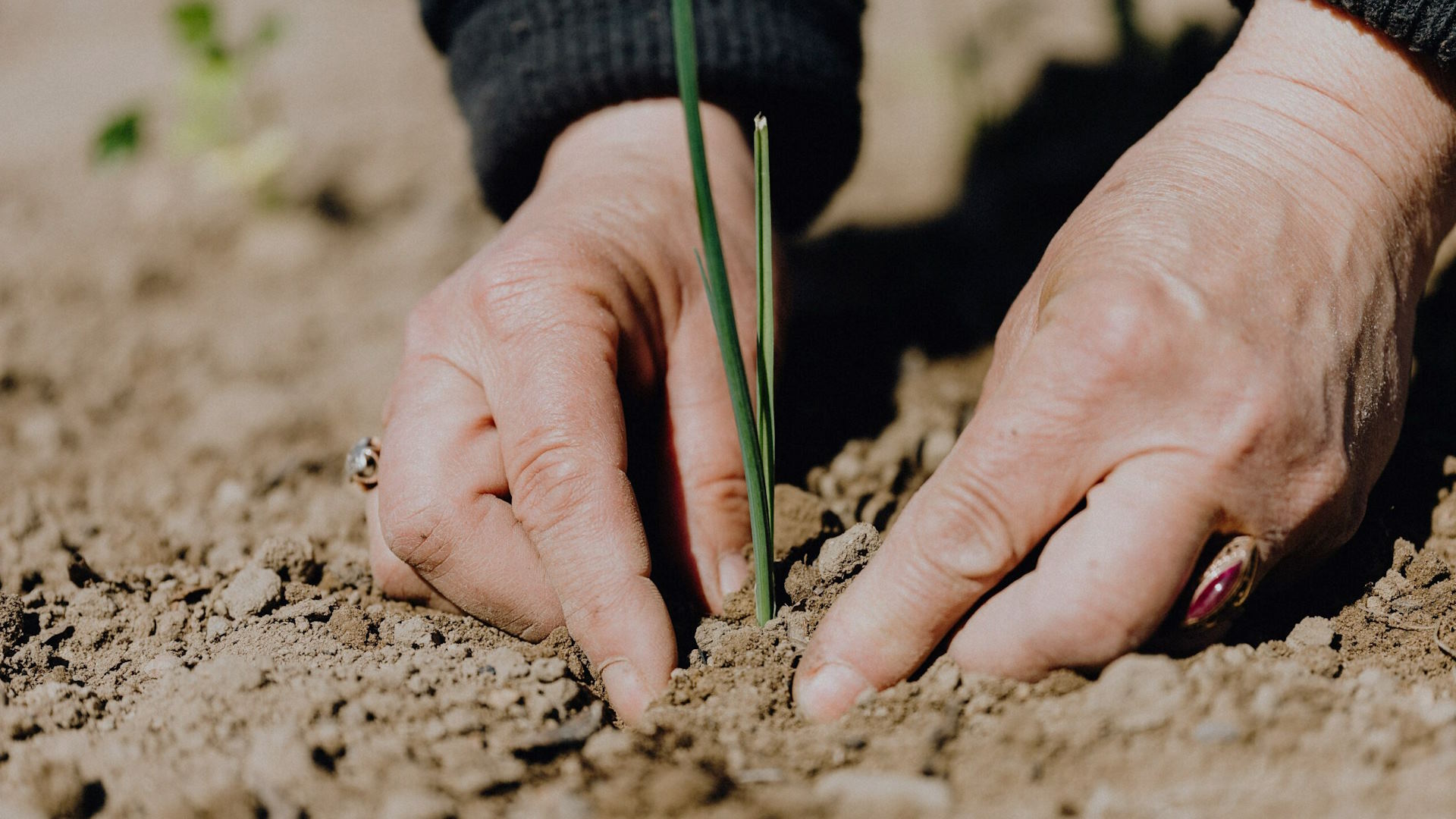 Introducción A La Certificación Ecológica En Europa